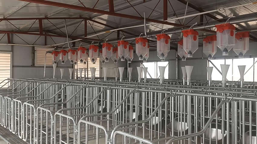 150头母猪场升级改造自动化饲喂